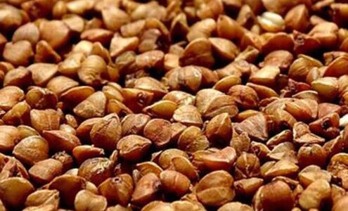 Karabuğday Alerjisi