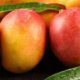 Mango Alerjisi