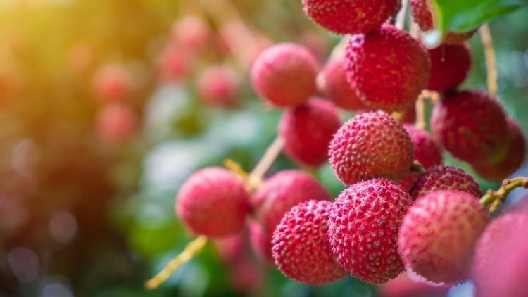 Liçi Alerjisi